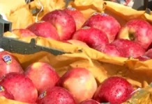 बागवानों के लिए खुशखबरी: सेब का न्यूनतम आयात मूल्य 80 ₹ तय, अधिसूचना मात्र का इंतजार