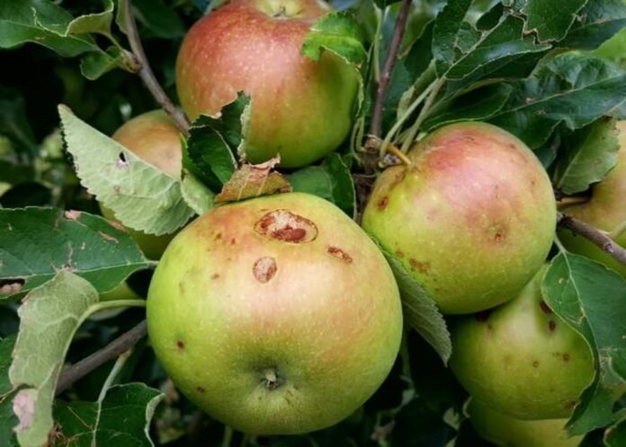 ओलावृष्टि ने छीनी सेब की रंगत