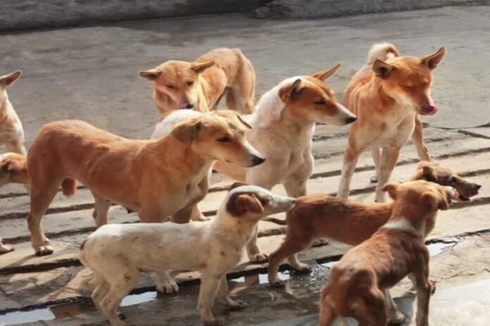 768-512-19520306-thumbnail-16x9-dog भारत में आवारा कुत्तों के काटने और रेबीज के आंकड़े; दुनिया के अलग-अलग देशों में क्या हैं नियम
