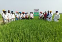 फार्म सलाहकार सेवा केंद्र, तरनतारन की ओर से गांव छीना बिधी चंद में आयोजित किया गया खेत दिवस फार्म सलाहकार सेवा केंद्र, तरनतारन की ओर से गांव छीना बिधी चंद में आयोजित किया गया खेत दिवस