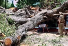 चंडीगढ़ में हल्लोमाजरा के पास पेड़ गिरा, CRPF कैंप तक लंबा जाम; ट्रैफिक प्लान फेल! चंडीगढ़ में हल्लोमाजरा के पास पेड़ गिरा, CRPF कैंप तक लंबा जाम; ट्रैफिक प्लान फेल!