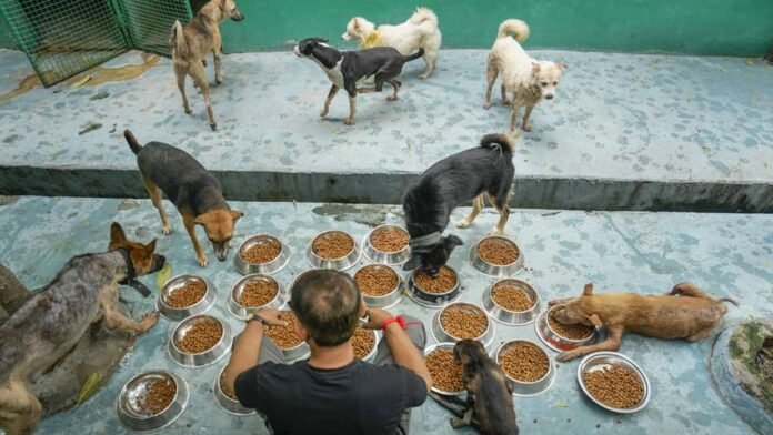 सुप्रीम कोर्ट का बड़ा फैसला: सार्वजनिक स्थानों पर आवारा कुत्तों को खाना खिलाने पर रोक, देशभर में नसबंदी का आदेश