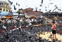 आवारा कुत्तों के बाद अब मुंबई में कबूतरों पर विवाद, बॉम्बे हाईकोर्ट ने बीएमसी को फटकार लगाई आवारा कुत्तों के बाद अब मुंबई में कबूतरों पर विवाद, बॉम्बे हाईकोर्ट ने बीएमसी को फटकार लगाई