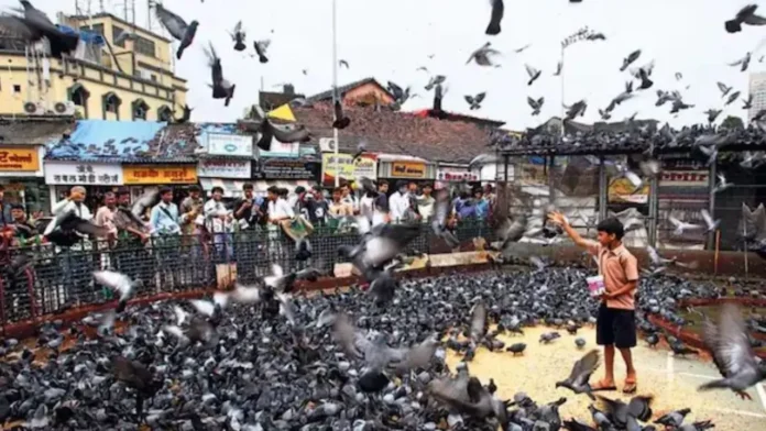 आवारा कुत्तों के बाद अब मुंबई में कबूतरों पर विवाद, बॉम्बे हाईकोर्ट ने बीएमसी को फटकार लगाई