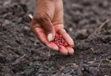 सीड पंजाब संशोधन बिल-2025: संशोधन के विरोध में एकजुट हुए डीलर, कृषि मंत्री से की मुलाकात सीड पंजाब संशोधन बिल-2025 पर घमासान: डीलरों ने जताई आपत्ति, कृषि मंत्री को सौंपा सुझाव पत्र पंजाब सरकार द्वारा नकली बीजों की बिक्री को गैर-जमानती अपराध की श्रेणी में लाने संबंधी प्रस्तावित सीड (पंजाब संशोधन) बिल-2025 को लेकर राज्य के एग्रो इनपुट डीलर लामबंद हो गए हैं। सरकार द्वारा तैयार किए गए इस विधेयक के ड्राफ्ट को कैबिनेट चर्चा के बाद मंजूरी के लिए कृषि मंत्री गुरमीत सिंह खुड्डियां के पास भेजा गया है। इससे पहले एग्रो इनपुट डीलर एसोसिएशन पंजाब के प्रतिनिधिमंडल ने मंत्री से मुलाकात कर मुख्यमंत्री के नाम सुझाव पत्र सौंपा और ड्राफ्ट बिल में बदलाव की मांग की। डीलरों की प्रमुख आपत्तियां एसोसिएशन के पदाधिकारियों — ईश्वर गर्ग टिम्पी, राज रासेवत, सुरेंद्र सिंह, काला राम, विक्की सारा, प्रदीप कुमार और लव परसीचा — ने बताया कि मंत्री ने उनकी बात को गंभीरता से सुना है और भरोसा दिलाया है कि किसी के साथ अन्याय नहीं होगा। डीलरों ने सरकार को जिन प्रमुख सुझावों से अवगत कराया, वे हैं: बीज संशोधन बिल को गैर-जमानती अपराध की श्रेणी से बाहर किया जाए। अच्छी गुणवत्ता सुनिश्चित करने की जिम्मेदारी बीज उत्पादकों की होनी चाहिए, न कि अधिकृत डीलरों की जो सिर्फ पैक्ड बीज बेचते हैं। बिना जांच के किसी व्यक्ति को दोषी मानना अनुचित होगा। पुलिस हस्तक्षेप को समाप्त किया जाए, क्योंकि इससे भ्रष्टाचार और बीजों की कीमतों में बढ़ोतरी की आशंका है। विधेयक को जल्दबाजी में पारित करने की बजाय सभी पक्षों से विचार-विमर्श के बाद ही सख्ती लागू की जाए। क्या है बिल में प्रस्तावित सजा ड्राफ्ट बिल के अनुसार नकली बीज बेचने पर कंपनियों और उत्पादकों को पहली बार एक से दो वर्ष की सजा और 5 से 10 लाख रुपये जुर्माना होगा। दोबारा अपराध पर यह सजा दो से तीन वर्ष और जुर्माना 10 से 50 लाख रुपये तक होगा। वहीं, डीलरों को पहली बार अपराध पर 6 महीने से 1 साल की सजा और 1 से 5 लाख रुपये जुर्माना तथा दोबारा अपराध पर 1 से 2 साल की सजा और 5 से 10 लाख रुपये जुर्माना हो सकता है। ड्राफ्ट में यह भी परिभाषित किया गया है कि सीड प्रोड्यूसर वह व्यक्ति होगा जो व्यवसायिक उद्देश्य से बीज का उत्पादन कर रहा है और उसे डीलरों के माध्यम से बेच रहा है। जबकि डीलर हर वह व्यक्ति होगा जो बीज की बिक्री, निर्यात या आयात से जुड़ा है — जिसमें खुदरा विक्रेता, मार्केटिंग एजेंट व अन्य भी शामिल हैं। सरकार का पक्ष कृषि मंत्री ने स्पष्ट किया कि सीड संशोधन बिल का उद्देश्य किसानों को अच्छी गुणवत्ता के बीज उपलब्ध कराना है, ताकि उत्पादन में वृद्धि हो सके। उन्होंने कहा कि डीलरों के सुझावों पर विचार किया जाएगा और किसी के साथ अन्याय नहीं होगा।