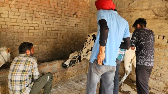  पिछले कुछ दिनों से हो रही भारी बरसात और बाढ़ के चलते पशुओं में फैलने वाली बीमारियों की रोकथाम के लिए डिप्टी कमिश्नर बरनाला श्री टी. बैनिथ के