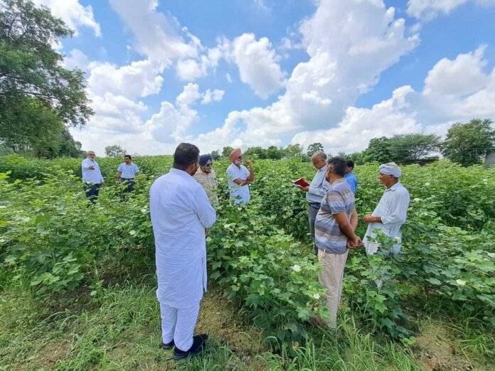  पंजाब राज्य स्तरीय नरमा/कपास कीट निगरानी टीम ने जिले के अबोहर ब्लॉक के विभिन्न गांवों में नरमा (कपास) की फसलों का निरीक्षण किया।