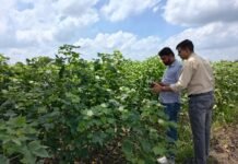 प्रभावित फसलों के बचाव संबंधी किसानों को दिए सुझाव पी.ए.यू. कृषि विज्ञान केंद्र मानसा द्वारा फसलों पर अधिक वर्षा के नकारात्मक प्रभाव का आकलन करने के लिए खेतों का दौरा किया गया।