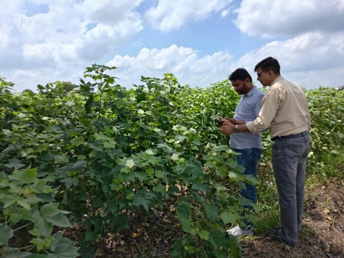 पी.ए.यू. कृषि विज्ञान केंद्र मानसा द्वारा फसलों पर अधिक वर्षा के नकारात्मक प्रभाव का आकलन करने के लिए खेतों का दौरा किया गया।