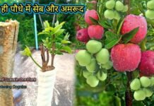 एक ही पेड़ पर केला, अमरूद और सेब जैसे अलग-अलग फल उगाना क्या संभव? जानें ग्राफ्टिंग तकनीक एक ही पेड़ पर केला, अमरूद और सेब जैसे अलग-अलग फल उगाना क्या संभव? जानें ग्राफ्टिंग तकनीक