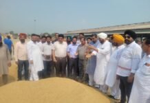 MLA Jagdeep Kamboj Goldy and SDM Kanwarjit Singh Mann inaugurated the government procurement of paddy at Dana Mandi, Jalalabad Jalalabad, October 3 MLA Jagdeep Kamboj Goldy and SDM Kanwarjit