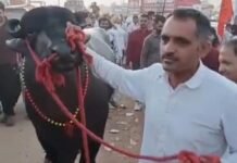 राजस्थान के पुष्कर पशु मेले में झोटा ‘कुबेर’ ने जीता सबका दिल, जानें इसकी खासियत राजस्थान के पुष्कर पशु मेले में झोटा ‘कुबेर’ ने जीता सबका दिल, जानें इसकी खासियत