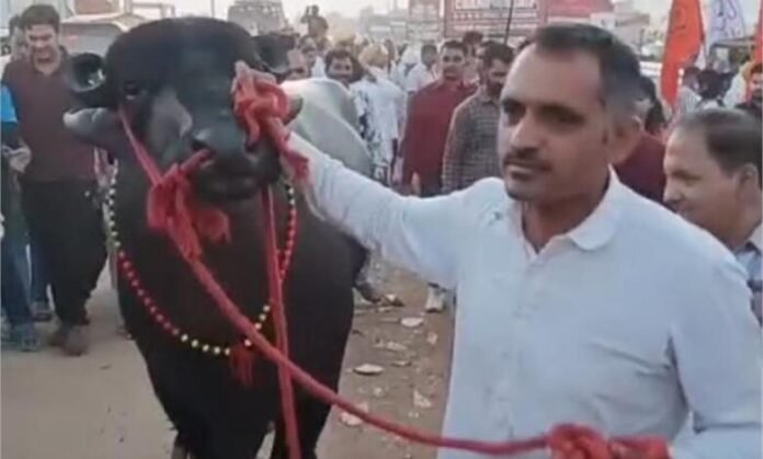 राजस्थान के पुष्कर पशु मेले में झोटा ‘कुबेर’ ने जीता सबका दिल, जानें इसकी खासियत