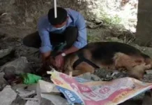 शिमला में सनसनीखेज मामला: कुत्ता मुंह में लेकर आया नवजात का श/व, पुलिस जांच में जुटी शिमला में सनसनीखेज मामला: कुत्ता मुंह में लेकर आया नवजात का श/व, पुलिस जांच में जुटी
