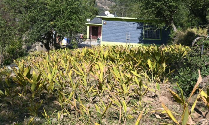 प्राकृतिक खेती से बढ़ी किसानों की आय