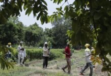 वन विभाग ने राज्य में जंगलों और पेड़ों के क्षेत्र में वृद्धि हेतु 12 लाख से अधिक पौधे लगाए वन विभाग ने राज्य में जंगलों और पेड़ों के क्षेत्र में वृद्धि हेतु 12 लाख से अधिक पौधे लगाए