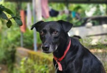 कर्नाटक: कॉफी बागान में लापता 2 साल की बच्ची को डॉग ‘ओरियो’ ने आधी रात में बचाया कर्नाटक के कोडागु में एक दिल छू लेने वाली घटना सामने आई, जहां दो साल की बच्ची सुकन्या को एक सर्च डॉग ‘ओरियो’ ने आधी रात को ढूंढ निकाला।