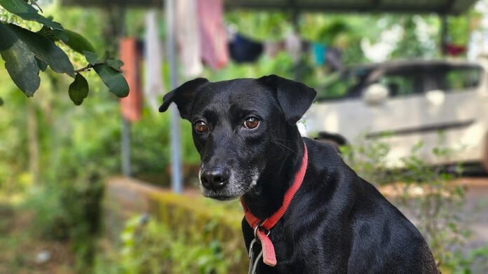 factrecorder कर्नाटक के कोडागु में एक दिल छू लेने वाली घटना सामने आई, जहां दो साल की बच्ची सुकन्या को एक सर्च डॉग ‘ओरियो’ ने आधी रात को ढूंढ निकाला।