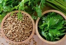 धनिये से बढ़े खून: पंजाबी यूनिवर्सिटी ने 10 दिनों में हीमोग्लोबिन बढ़ाने वाली दवा विकसित की