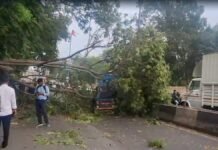 तूफ़ानी हवाओं और बारिश से ट्राइसिटी में तबाही, पेड़ और बिजली के खंभे गिरे