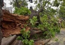 12 हजार से ज्यादा पेड़ों की कटाई पर हाईकोर्ट की रोक, रोहतक के ‘ग्रीन लंग’ को बचाने का आदेश