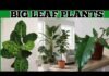 Indoor Plant Care: इंडोर प्लांट्स की केयर में लोग करते हैं ये आम गलतियां, तुरंत सुधारें