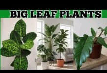 Indoor Plant Care: इंडोर प्लांट्स की केयर में लोग करते हैं ये आम गलतियां, तुरंत सुधारें