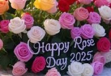 Rose Day 2026: 7 फरवरी को क्यों दी जाती है गुलाब की सौगात? जानिए रोज डे का इतिहास और महत्व