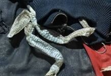 औरैया में ‘नागिन’ बनने की अफवाह का सच: बिस्तर पर 5 फीट सांप की केंचुल छोड़कर घर से भागी युवती, पुलिस जांच में खुला राज