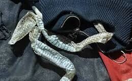 औरैया में ‘नागिन’ बनने की अफवाह का सच: बिस्तर पर 5 फीट सांप की केंचुल छोड़कर घर से भागी युवती, पुलिस जांच में खुला राज