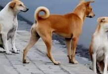 पंचकूला: स्कूल के बाहर कुत्ते का हमला, छात्र का चेहरा नोचा; लोगों में दहशत