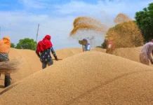 Uttar Pradesh में गेहूं खरीद का महा-अभियान: ₹2585 एमएसपी के साथ 50 लाख टन खरीद का लक्ष्य