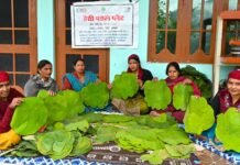 पत्तल के काम से हेती देवी की 10 हजार कमाई, समूह बना आत्मनिर्भर