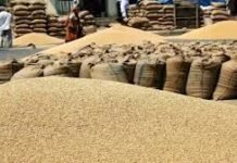 हरियाणा की मंडियों में रबी फसल की सफलतापूर्वक खरीद जारी, मंडियों में अब तक लगभग 39.65 लाख मीट्रिक टन गेहूं की आवक