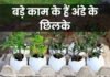 अंडे के छिलके फेंकना बंद करें: घर और गार्डन में ऐसे करें कमाल का इस्तेमाल