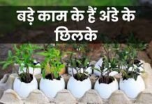 अंडे के छिलके फेंकना बंद करें: घर और गार्डन में ऐसे करें कमाल का इस्तेमाल