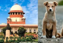 देशभर की नजरें सुप्रीम कोर्ट पर, आवारा कुत्तों के मुद्दे पर आज फैसला