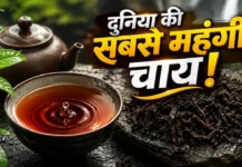 1 किलो चाय की कीमत 9 करोड़ रुपये! जानिए दुनिया की सबसे महंगी ‘डा हांग पाओ’ चाय का राज