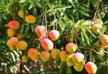 मौसम की मार से तबाह हुआ अल्फांसो आम, 90% फसल बर्बाद; निर्यात संकट ने बढ़ाई किसानों की मुश्किलें