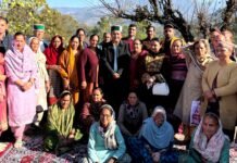तमरोह क्लस्टर में जापानी फल की दस्तकः एचपी शिवा परियोजना बनी सहारा