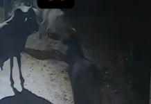 सांडों के बीच हुई जबरदस्त भिड़ंत! 🐂💥