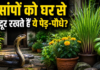 Snake Safety Tips: घर के आसपास लगाएं ये 3 पौधे, सांप रहेंगे दूर; मच्छरों से भी मिलेगा छुटकारा