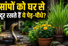 Snake Safety Tips: घर के आसपास लगाएं ये 3 पौधे, सांप रहेंगे दूर; मच्छरों से भी मिलेगा छुटकारा