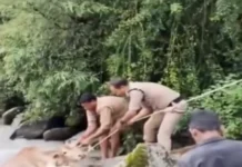 उफनती नदी में फंसी गाय, रातभर पुलिस ने रखा पहरा; सुबह रेस्क्यू कर बचाई जान